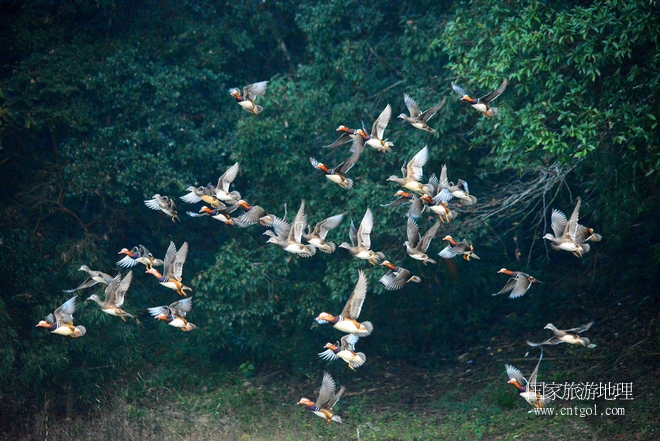 進(jìn)入初冬，大批野生鴛鴦陸續(xù)飛抵江西婺源縣賦春鎮(zhèn)鴛鴦湖越冬，小精靈們在湖面上或相互依偎、卿卿我我；或隨波逐流、嬉戲打鬧，悠閑自在生活在青山綠水之間，優(yōu)良的水域和豐富的湖畔闊葉林，為鴛鴦過冬提供良好生存環(huán)境，婺源鴛鴦湖已成為亞洲最大的野生鴛鴦越冬棲息地。（攝于12月4日下午）