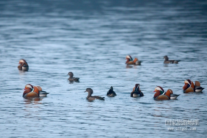 進(jìn)入初冬，大批野生鴛鴦陸續(xù)飛抵江西婺源縣賦春鎮(zhèn)鴛鴦湖越冬，小精靈們在湖面上或相互依偎、卿卿我我；或隨波逐流、嬉戲打鬧，悠閑自在生活在青山綠水之間，優(yōu)良的水域和豐富的湖畔闊葉林，為鴛鴦過冬提供良好生存環(huán)境，婺源鴛鴦湖已成為亞洲最大的野生鴛鴦越冬棲息地。（攝于12月4日下午）