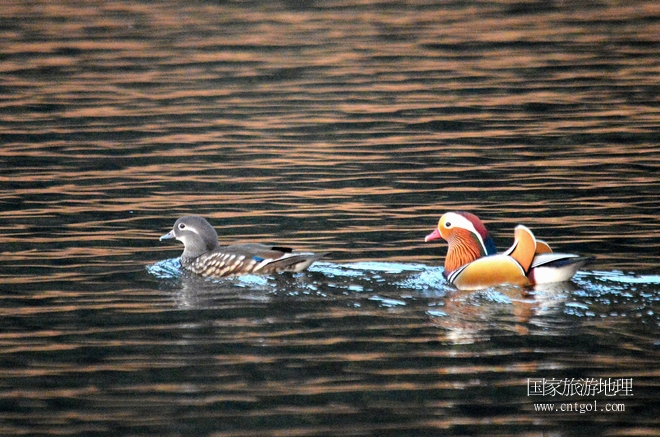 進(jìn)入初冬，大批野生鴛鴦陸續(xù)飛抵江西婺源縣賦春鎮(zhèn)鴛鴦湖越冬，小精靈們在湖面上或相互依偎、卿卿我我；或隨波逐流、嬉戲打鬧，悠閑自在生活在青山綠水之間，優(yōu)良的水域和豐富的湖畔闊葉林，為鴛鴦過冬提供良好生存環(huán)境，婺源鴛鴦湖已成為亞洲最大的野生鴛鴦越冬棲息地。（攝于12月4日下午）